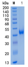 Active Recombinant Human CXCL16 / SR-PSOX Protein