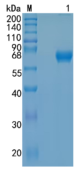 Active Recombinant Human NCR1 / NKp46 / CD335 Protein