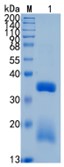 Active Recombinant Human RGMB / DRAGON Protein