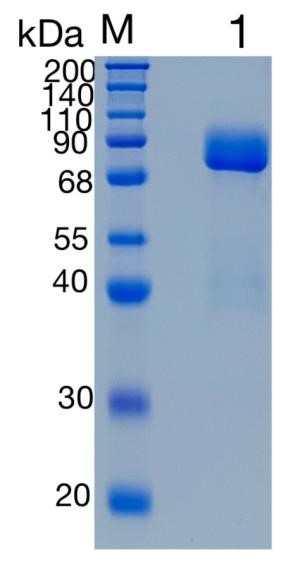 Active Recombinant Human EphA5 / Eph receptor A5 Protein