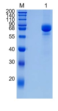 Active Recombinant Influenza A Virus H3N2 Hemagglutinin (HA) Protein