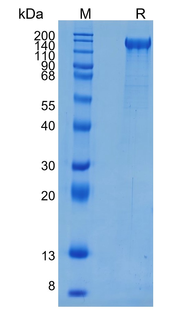 Active Recombinant Mouse CD45 / PTPRC Protein