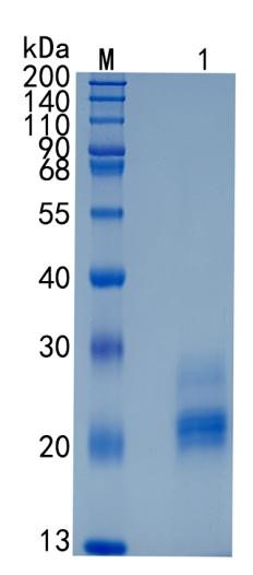 Active Recombinant Human BMPR1B / CDw293 Protein