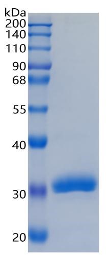 Active Recombinant Human BTN3A3 / Butyrophilin 3A3 Protein