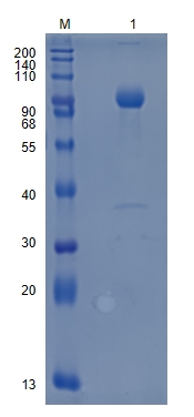 Active Recombinant Mouse Osteoprotegerin / TNFRSF11B Protein