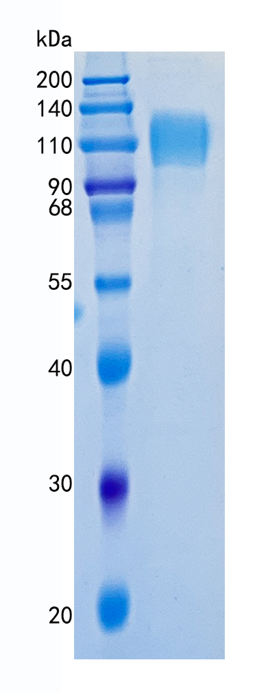 Active Recombinant Human Siglec-5 / CD170 Protein