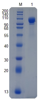 Active Recombinant Human NCAM2 / Neural Cell Adhesion Molecule 2 Protein