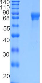 Active Recombinant Human FLRT2 Protein