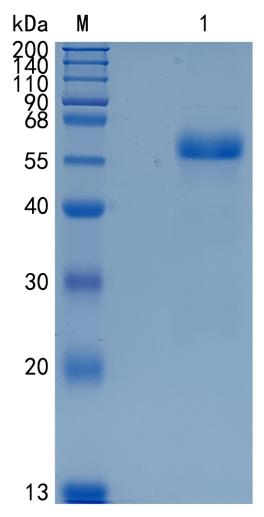 Active Recombinant Mouse WISP-1 / CCN4 Protein