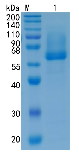 Active Recombinant Mouse MMP-8 / Collagenase-2 Protein