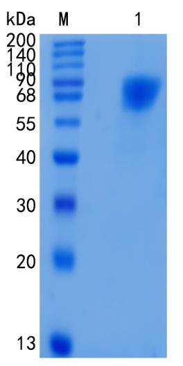 Active Recombinant Human LILRA1 / CD85i / ILT6 Protein