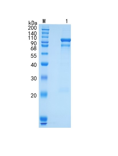 Active Recombinant Mouse Semaphorin 3F / SEMA3F Protein