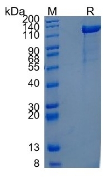 Active Recombinant Human Neurofascin / NFASC Protein