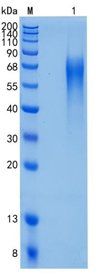 Active Recombinant Human LYPD3 / C4.4A Protein