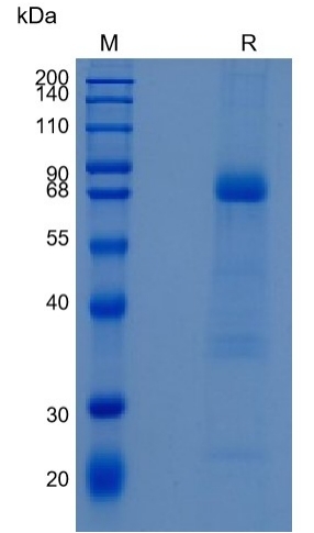 Active Recombinant Human DcR3 / TNFRSF6B Protein