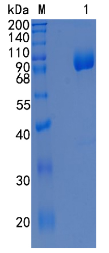 Active Recombinant Human CRTAM / CD355 Protein