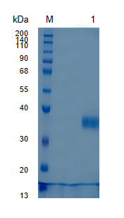 Active Recombinant Human NKp44 / NCR2 / CD336 Protein
