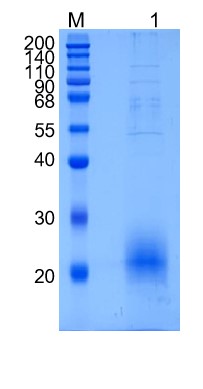 Active Recombinant Human CD160 / BY55 Protein