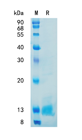 Active Recombinant Mouse Complement C3 / C3 Protein