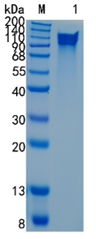 Active Recombinant Human Bradykinin / KNG1 Protein