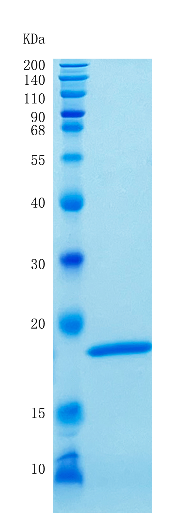 Active Recombinant Human Interferon alpha-1 / IFNA1 Protein