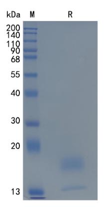 Active Recombinant Mouse Interferon-gamma / IFN-gamma Protein