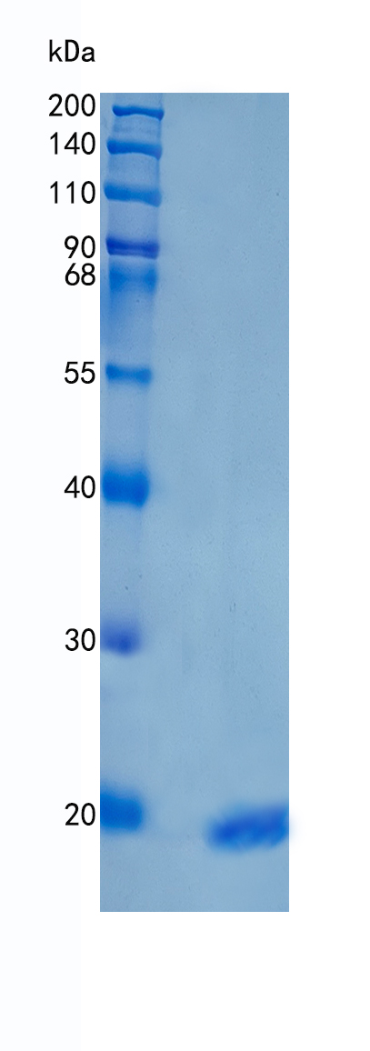 Active Recombinant Human IL-1 alpha / IL-1F1 Protein