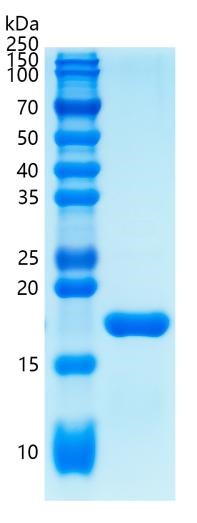 Active Recombinant Human IL-1 beta / IL-1F2 Protein