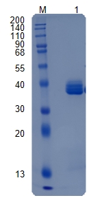 Active Recombinant Human Apolipoprotein A-I / APOA1 Protein