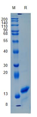 Active Recombinant Human Apolipoprotein E / APOE Protein
