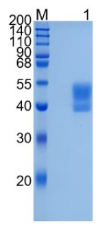 Active Recombinant Human LRG1 / Leucine-rich alpha-2-glycoprotein Protein