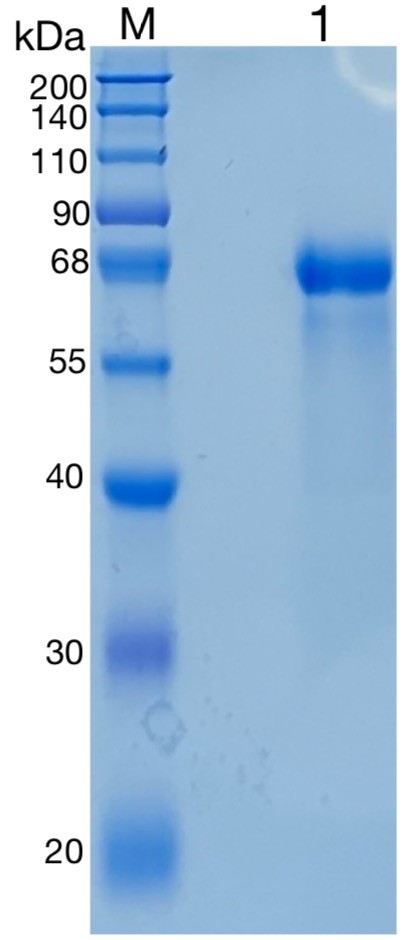 Active Recombinant Human HRG / Histidine-rich Glycoprotein Protein