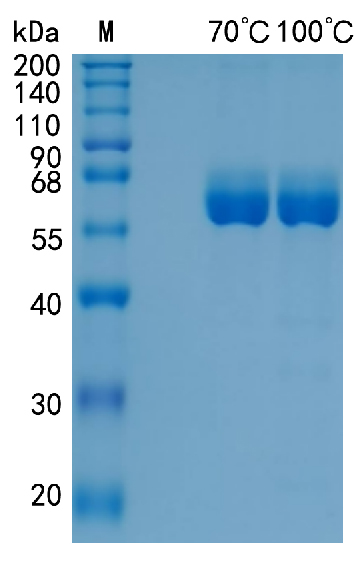 Active Recombinant Human IL-15&IL-15RA Heterodimer Protein
