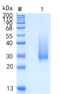 Recombinant Human Apolipoprotein D / APOD Protein (without activity validation)