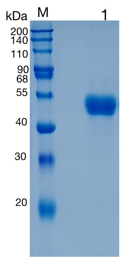 Active Recombinant Human Serpin A5 / Protein C Inhibitor / PCI Protein