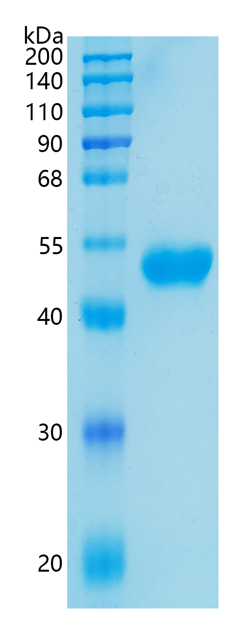 Active Recombinant Human CD5 / LEU1 Protein