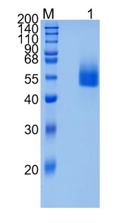 Active Recombinant Mouse CD4 Protein