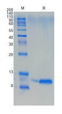 Active Recombinant Mouse Complement C5 / C5a Protein