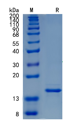 Active Recombinant Mouse TNF-alpha / TNFSF1A Protein