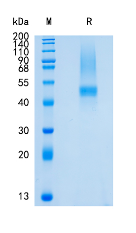 Active Recombinant Human Decorin / DCN Protein
