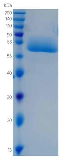 Active Recombinant Human CD98 / SLC3A2 / 4F2 Protein