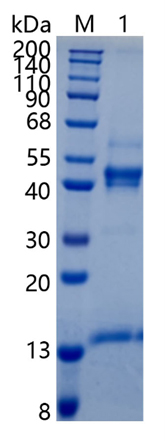 Active Recombinant Human Activin A / INHBA Protein