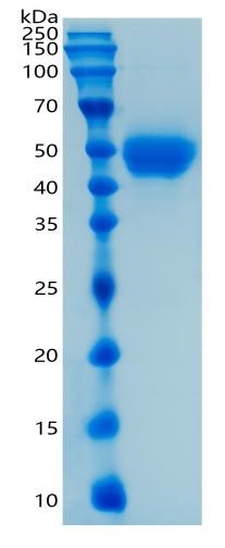 Active Recombinant Human CD14 Protein