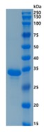 Active Recombinant Human IGFBP-1 / IGF-binding protein 1 Protein