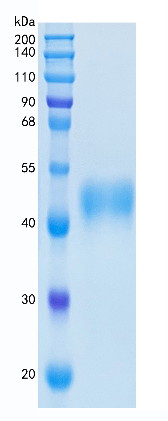Active Recombinant Human M-CSF / CSF1 Protein