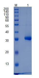 Active Recombinant Human Cathepsin H / CTSH Protein
