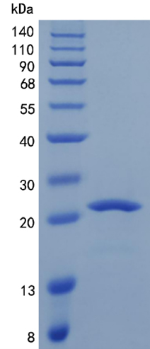 Active Recombinant Human Placental Lactogen / CSH1 / Chorionic Somatomammotropin Protein