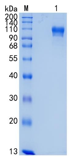 Active Recombinant Human ECE2 / Endothelin-Converting Enzyme 2 Protein