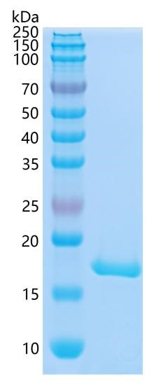Active Recombinant Mouse IL-1 beta / IL-1F2 Protein
