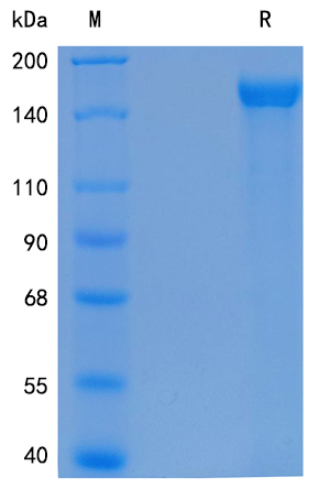 Active Recombinant Human IGF-II R / CD222 / M6P Receptor Protein